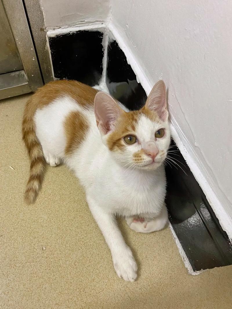 四个月的猫咪有多大,四个月的猫有多大?-第3张图片-后鲨宠物 四个月的猫咪有多大,四个月的猫有多大?-第3张图片-后鲨宠物