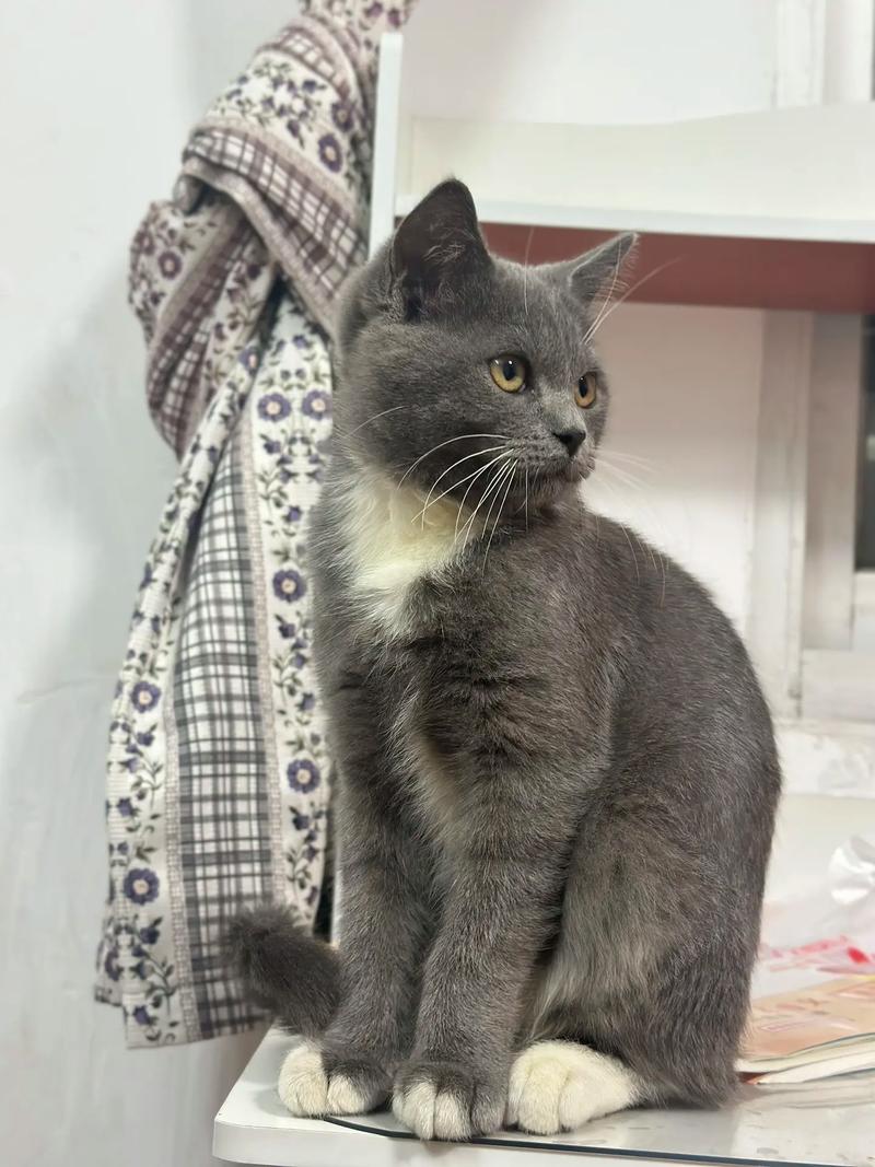 四个月的猫咪有多大,四个月的猫有多大?-第6张图片-后鲨宠物 四个月的猫咪有多大,四个月的猫有多大?-第6张图片-后鲨宠物