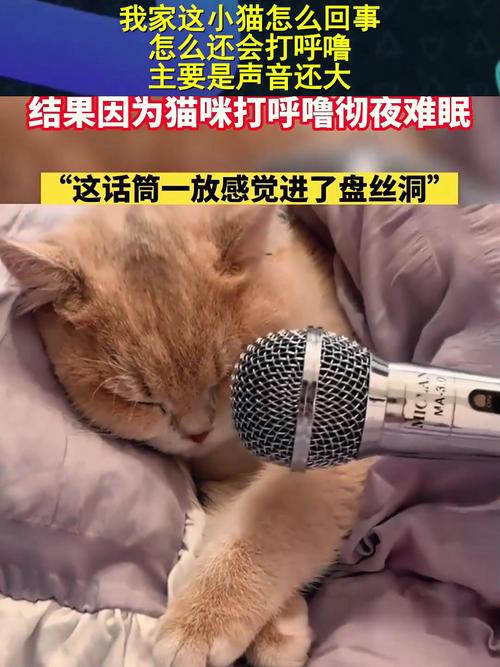猫咪呼噜声很大_猫咪呼噜声很大是生气吗-第3张图片-后鲨宠物 猫咪呼噜声很大_猫咪呼噜声很大是生气吗-第3张图片-后鲨宠物