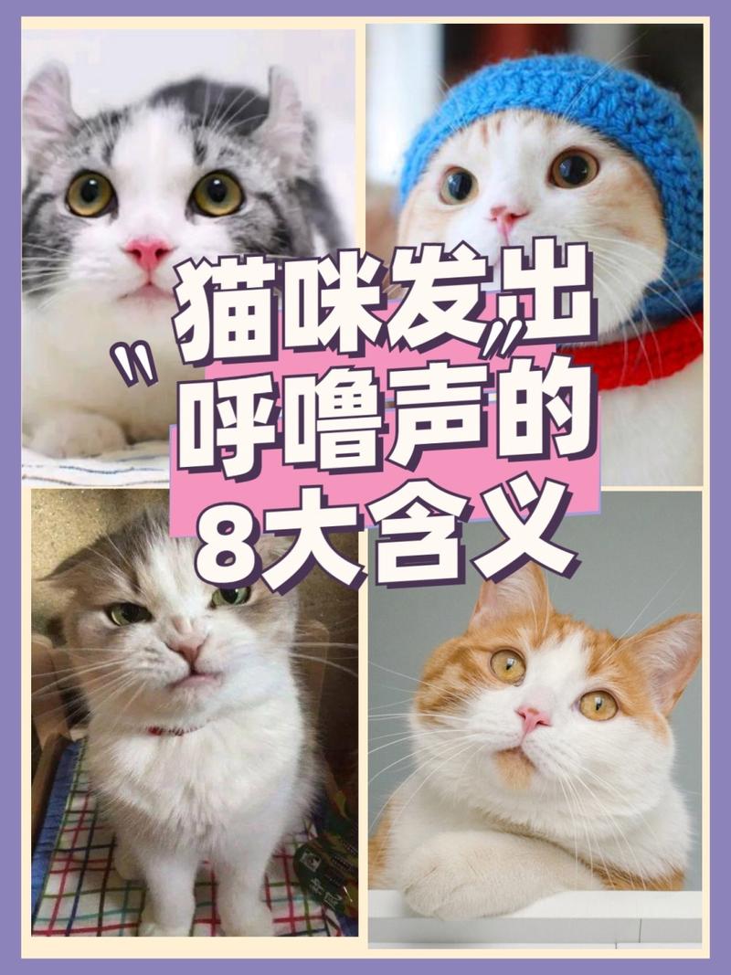 猫咪呼噜声很大_猫咪呼噜声很大是生气吗-第4张图片-后鲨宠物 猫咪呼噜声很大_猫咪呼噜声很大是生气吗-第4张图片-后鲨宠物