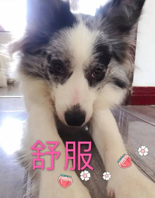 狗狗发情什么症状,狗狗发情哪些症状?-第3张图片-后鲨宠物 狗狗发情什么症状,狗狗发情哪些症状?-第3张图片-后鲨宠物