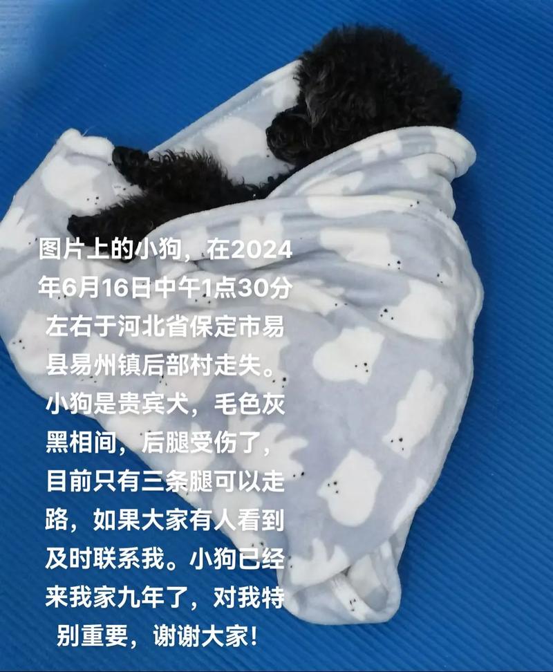 狗狗胆小怎么办，狗狗胆小怎么改变？-第2张图片-后鲨宠物