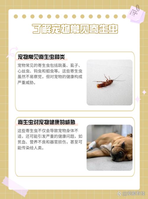 狗狗不驱虫会怎么样,怎么辨认狗狗要驱虫了?-第1张图片-后鲨宠物 狗狗不驱虫会怎么样,怎么辨认狗狗要驱虫了?-第1张图片-后鲨宠物