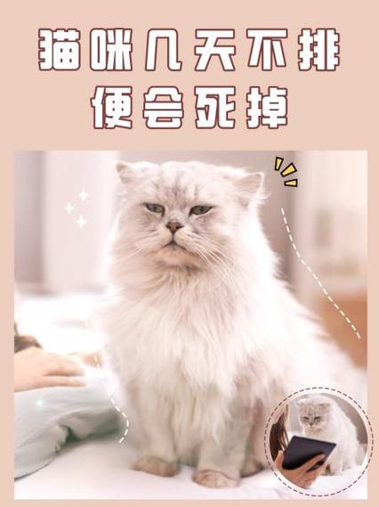 猫咪几天不吃饭怎么办_猫咪几天不吃饭了-第6张图片-后鲨宠物 猫咪几天不吃饭怎么办_猫咪几天不吃饭了-第6张图片-后鲨宠物