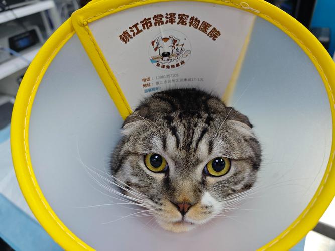 猫咪软骨病能治好吗_猫咪软骨病能治好吗要多少钱-第3张图片-后鲨宠物 猫咪软骨病能治好吗_猫咪软骨病能治好吗要多少钱-第3张图片-后鲨宠物