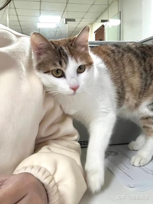 猫咪总是用头蹭你是为什么,猫咪老是用头蹭你是怎么了-第5张图片-后鲨宠物 猫咪总是用头蹭你是为什么,猫咪老是用头蹭你是怎么了-第5张图片-后鲨宠物