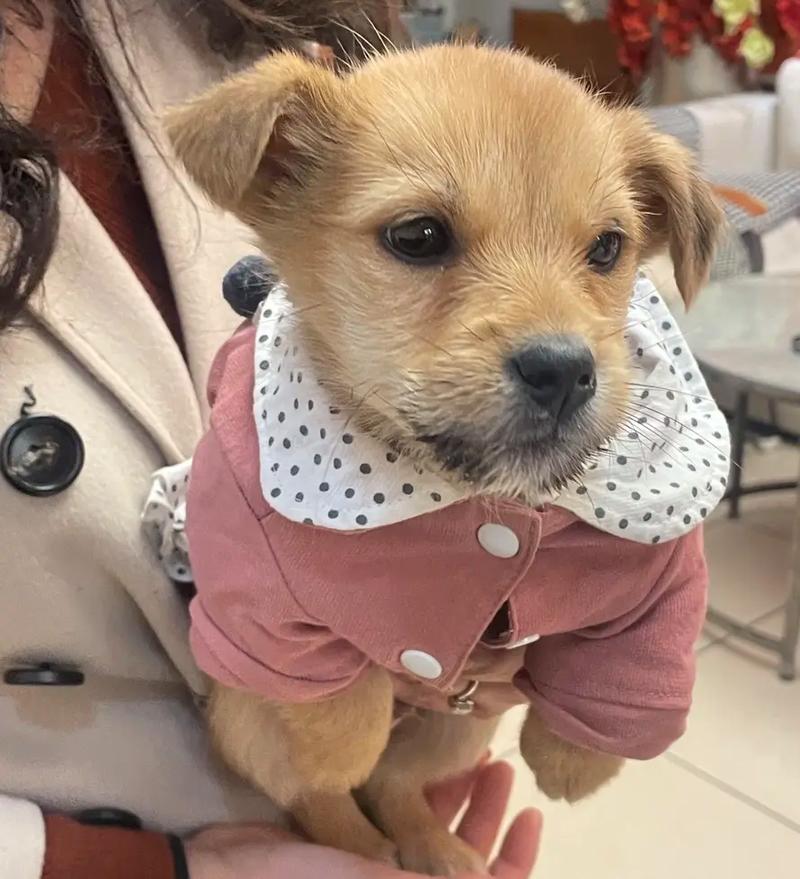 两个月的狗狗怕冷吗,两个半月狗狗怕冷吗?-第1张图片-后鲨宠物 两个月的狗狗怕冷吗,两个半月狗狗怕冷吗?-第1张图片-后鲨宠物