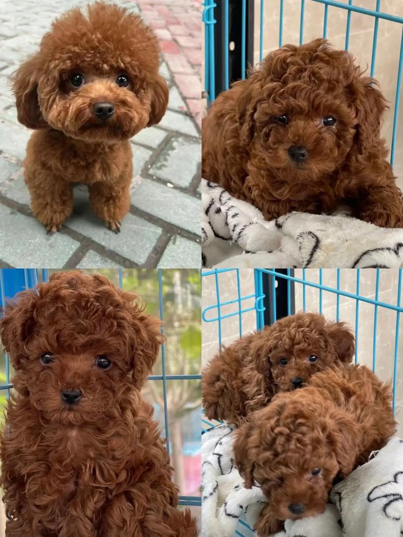 两个月的狗狗怕冷吗,两个半月狗狗怕冷吗?-第2张图片-后鲨宠物 两个月的狗狗怕冷吗,两个半月狗狗怕冷吗?-第2张图片-后鲨宠物