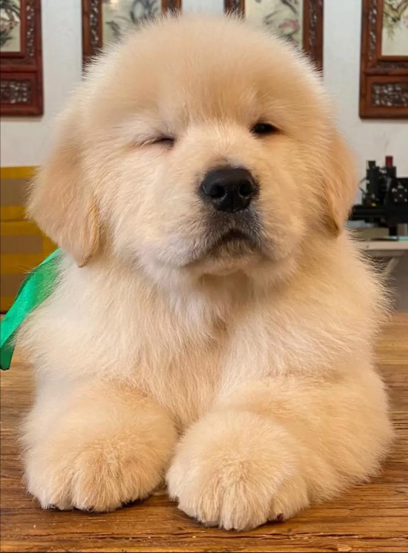 两个月的狗狗怕冷吗,两个半月狗狗怕冷吗?-第3张图片-后鲨宠物 两个月的狗狗怕冷吗,两个半月狗狗怕冷吗?-第3张图片-后鲨宠物