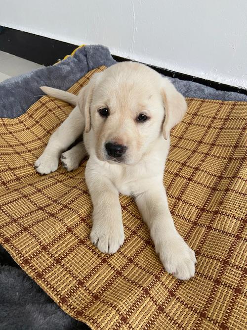 两个月的狗狗怕冷吗,两个半月狗狗怕冷吗?-第4张图片-后鲨宠物 两个月的狗狗怕冷吗,两个半月狗狗怕冷吗?-第4张图片-后鲨宠物