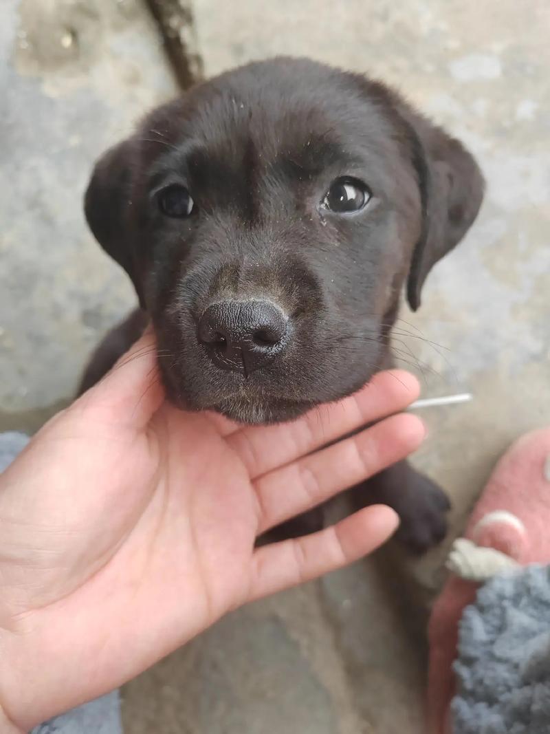 两个月的狗狗怕冷吗,两个半月狗狗怕冷吗?-第6张图片-后鲨宠物 两个月的狗狗怕冷吗,两个半月狗狗怕冷吗?-第6张图片-后鲨宠物