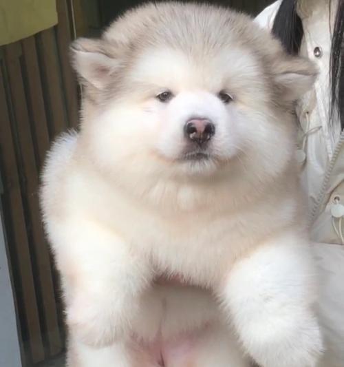 狗狗能吃花甲吗_宠物狗可以吃花甲吗-第5张图片-后鲨宠物 狗狗能吃花甲吗_宠物狗可以吃花甲吗-第5张图片-后鲨宠物