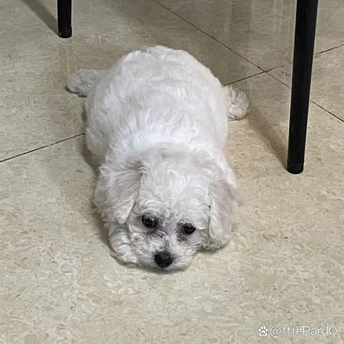 狗狗不精神是怎么回事,狗狗有点不精神不振-第5张图片-后鲨宠物 狗狗不精神是怎么回事,狗狗有点不精神不振-第5张图片-后鲨宠物