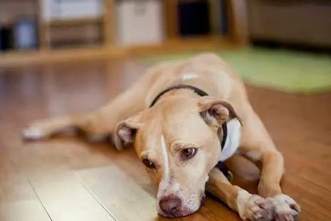 狗狗不精神是怎么回事,狗狗有点不精神不振-第6张图片-后鲨宠物 狗狗不精神是怎么回事,狗狗有点不精神不振-第6张图片-后鲨宠物