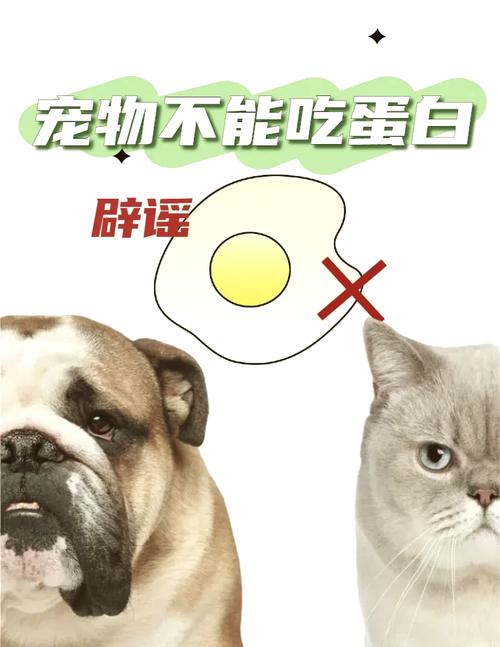 狗狗能吃煮熟的蛋白吗_狗狗能吃煮熟的蛋白吗有营养吗-第1张图片-后鲨宠物 狗狗能吃煮熟的蛋白吗_狗狗能吃煮熟的蛋白吗有营养吗-第1张图片-后鲨宠物