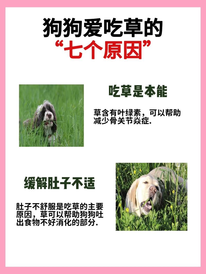 狗狗吃草是什么原因,狗狗吃草是什么原因,吃了又吐-第1张图片-后鲨宠物 狗狗吃草是什么原因,狗狗吃草是什么原因,吃了又吐-第1张图片-后鲨宠物