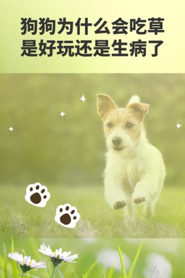 狗狗吃草是什么原因,狗狗吃草是什么原因,吃了又吐-第4张图片-后鲨宠物 狗狗吃草是什么原因,狗狗吃草是什么原因,吃了又吐-第4张图片-后鲨宠物