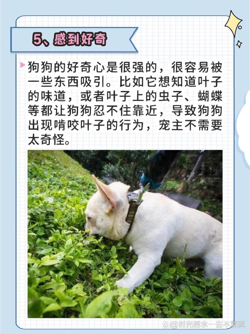 狗狗吃草是什么原因,狗狗吃草是什么原因,吃了又吐-第5张图片-后鲨宠物 狗狗吃草是什么原因,狗狗吃草是什么原因,吃了又吐-第5张图片-后鲨宠物