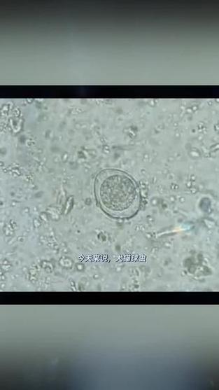 狗狗拉肚子几天能好_狗狗拉肚子几天会好-第5张图片-后鲨宠物 狗狗拉肚子几天能好_狗狗拉肚子几天会好-第5张图片-后鲨宠物