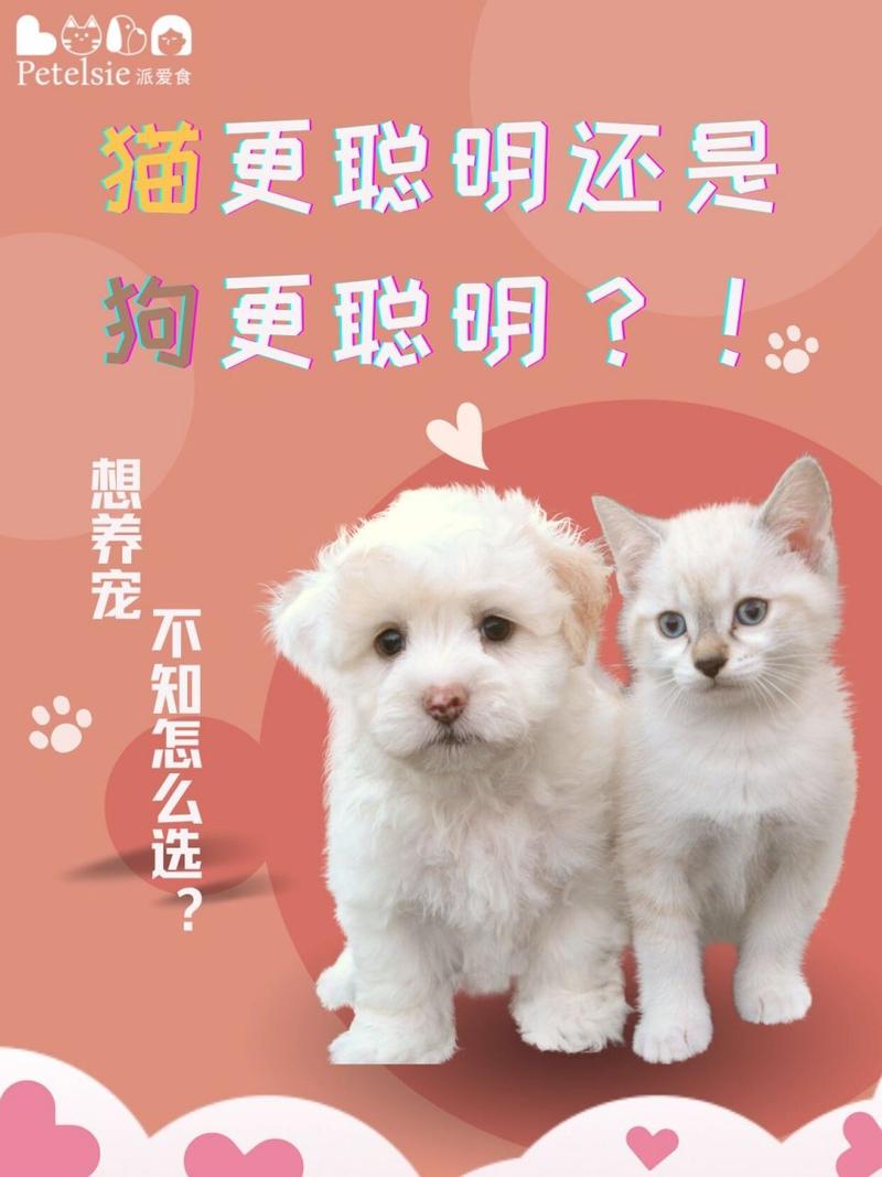 猫咪和狗狗哪个更聪明,猫咪跟狗谁聪明-第1张图片-后鲨宠物 猫咪和狗狗哪个更聪明,猫咪跟狗谁聪明-第1张图片-后鲨宠物