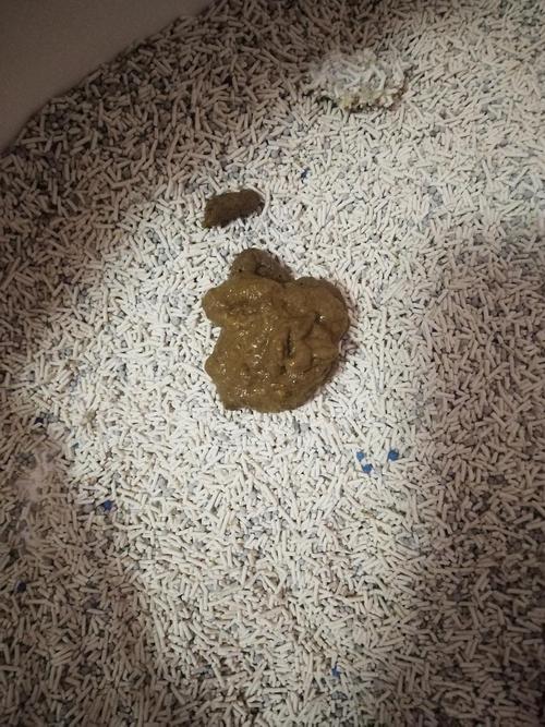 猫咪拉黄色软便,猫咪拉黄色软便但是精神很好-第3张图片-后鲨宠物 猫咪拉黄色软便,猫咪拉黄色软便但是精神很好-第3张图片-后鲨宠物