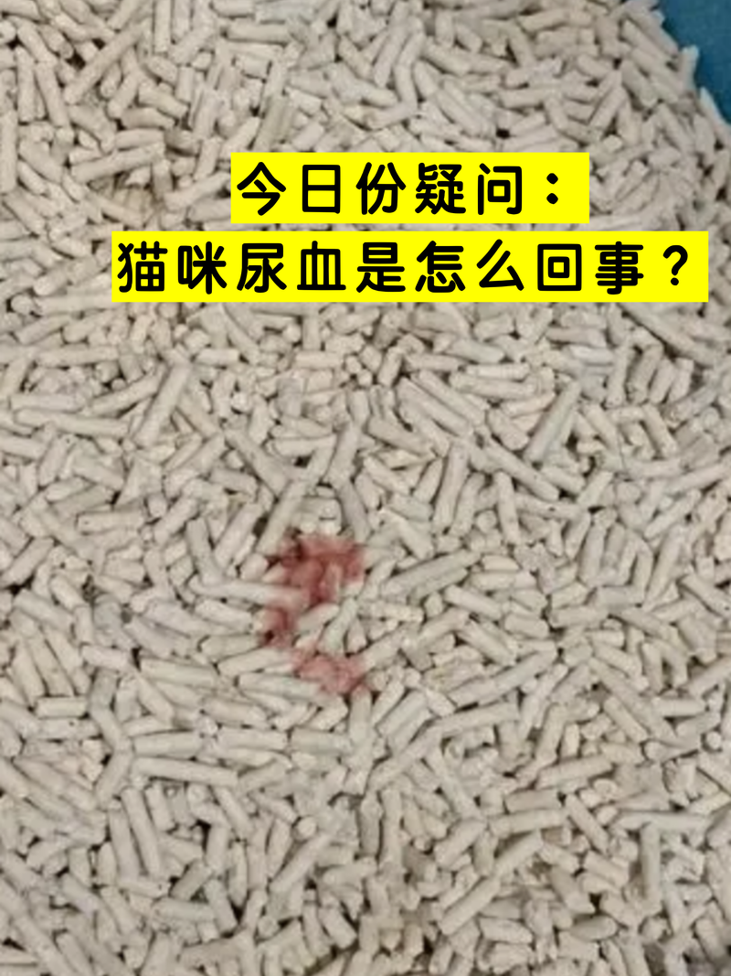 公猫咪尿血是怎么回事_公猫咪尿血咋回事-第4张图片-后鲨宠物 公猫咪尿血是怎么回事_公猫咪尿血咋回事-第4张图片-后鲨宠物