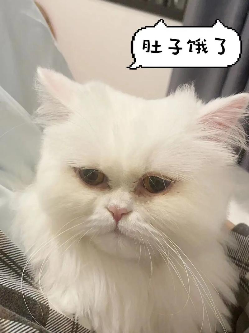 猫咪可以吃肥肉吗_猫咪可以吃肥肉吗会胖吗-第4张图片-后鲨宠物 猫咪可以吃肥肉吗_猫咪可以吃肥肉吗会胖吗-第4张图片-后鲨宠物