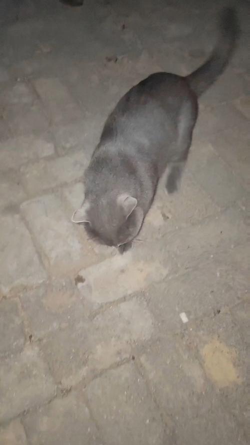 猫猫随地大小便,猫随地大小便怎么回事-第5张图片-后鲨宠物 猫猫随地大小便,猫随地大小便怎么回事-第5张图片-后鲨宠物