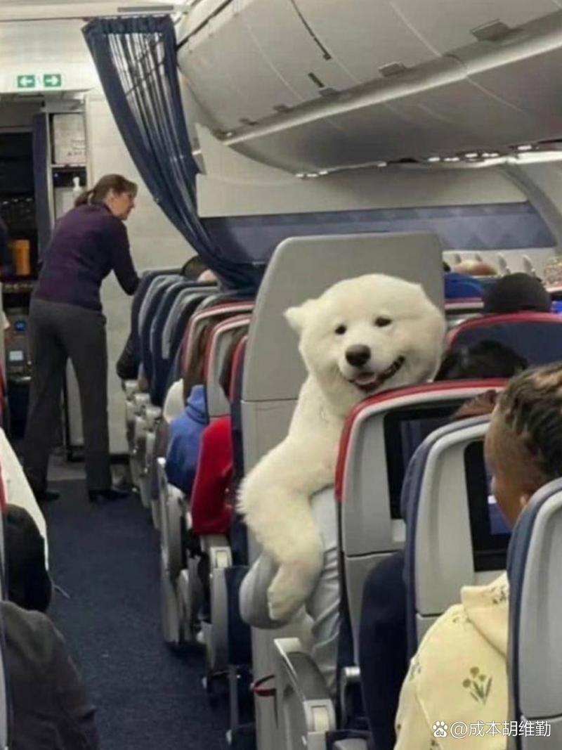 狗狗能带上高铁吗,狗狗能带上高铁吗最近?-第2张图片-后鲨宠物 狗狗能带上高铁吗,狗狗能带上高铁吗最近?-第2张图片-后鲨宠物