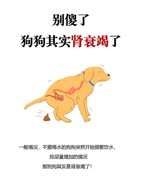 狗狗不喝水怎么回事,狗狗不吃东西只喝水是怎么回事?-第2张图片-后鲨宠物 狗狗不喝水怎么回事,狗狗不吃东西只喝水是怎么回事?-第2张图片-后鲨宠物