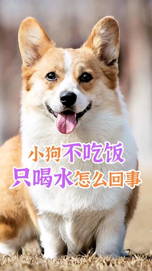 狗狗不喝水怎么回事,狗狗不吃东西只喝水是怎么回事?-第3张图片-后鲨宠物 狗狗不喝水怎么回事,狗狗不吃东西只喝水是怎么回事?-第3张图片-后鲨宠物