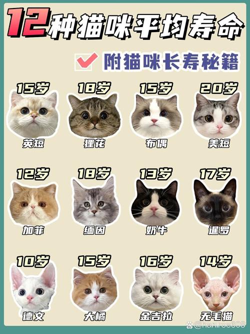猫咪可以活几年,猫咪活几年成精?-第2张图片-后鲨宠物 猫咪可以活几年,猫咪活几年成精?-第2张图片-后鲨宠物