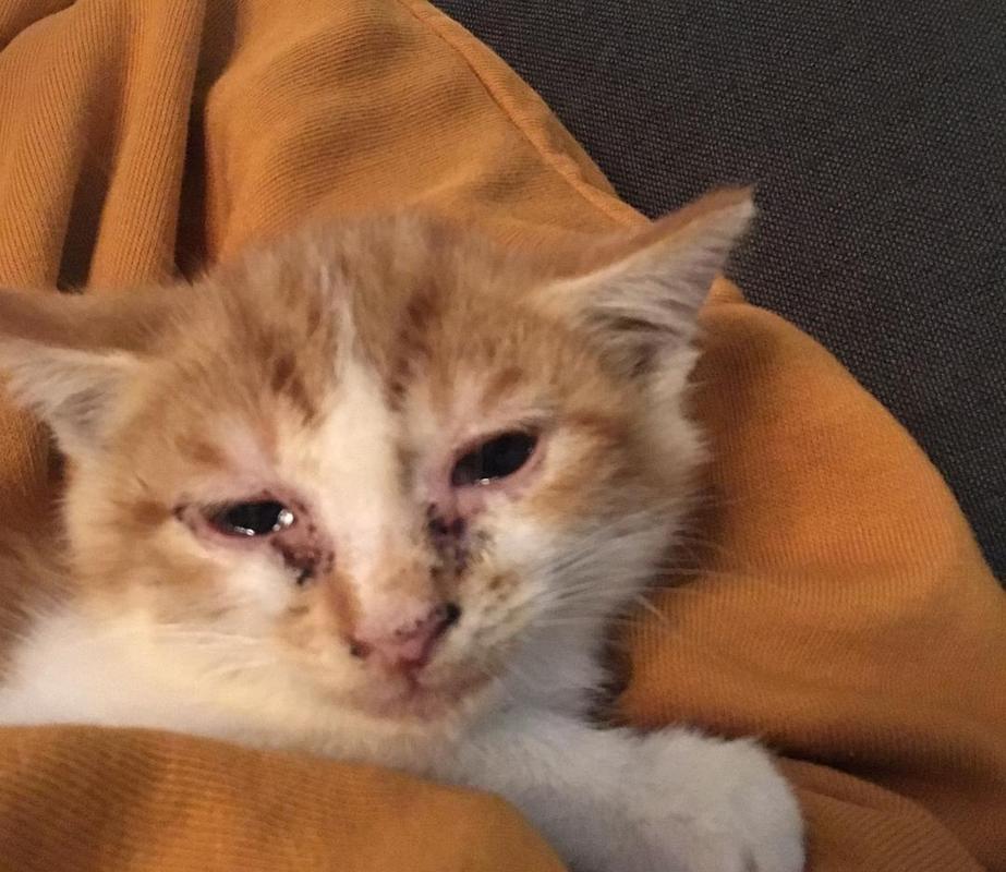 猫咪感冒的症状表现,猫咪感冒的症状有哪些吃什么药-第2张图片-后鲨宠物 猫咪感冒的症状表现,猫咪感冒的症状有哪些吃什么药-第2张图片-后鲨宠物