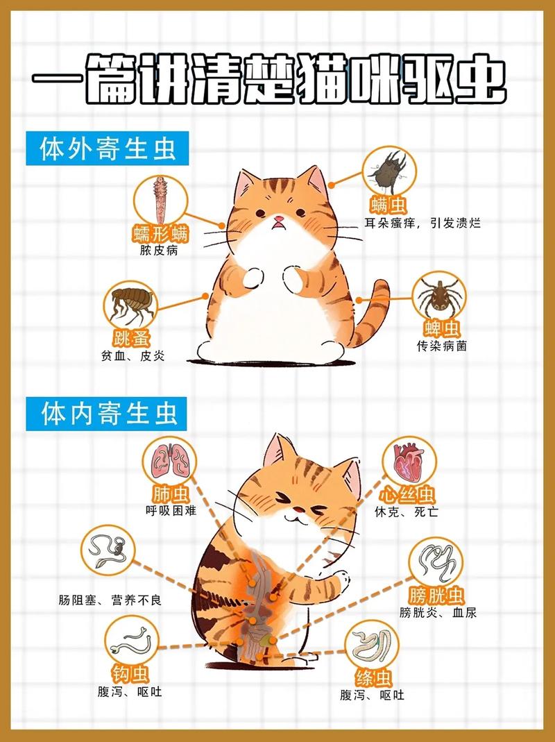 猫咪外驱怎么做,猫咪外驱使用方法-第3张图片-后鲨宠物 猫咪外驱怎么做,猫咪外驱使用方法-第3张图片-后鲨宠物