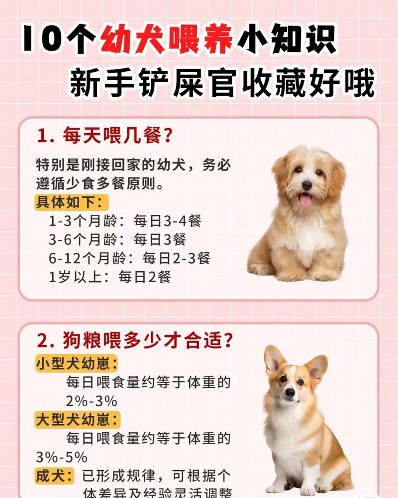 多大的狗狗可以吃干狗粮,狗多大才能吃干狗粮-第3张图片-后鲨宠物 多大的狗狗可以吃干狗粮,狗多大才能吃干狗粮-第3张图片-后鲨宠物