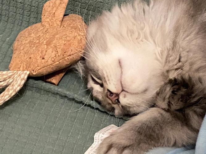  猫咪睡觉一直咕噜咕噜，猫咪睡觉一直咕噜咕噜响-第1张图片-后鲨宠物