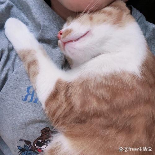  猫咪睡觉一直咕噜咕噜，猫咪睡觉一直咕噜咕噜响-第5张图片-后鲨宠物