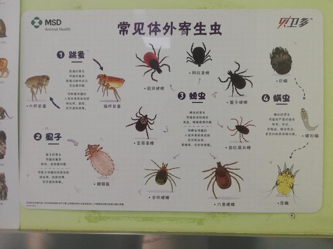 猫咪身上有寄生虫吗_怎么判断猫咪有寄生虫-第2张图片-后鲨宠物 猫咪身上有寄生虫吗_怎么判断猫咪有寄生虫-第2张图片-后鲨宠物