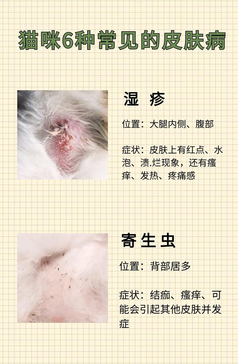 猫咪得猫藓的症状_猫咪得猫藓有什么症状-第6张图片-后鲨宠物 猫咪得猫藓的症状_猫咪得猫藓有什么症状-第6张图片-后鲨宠物