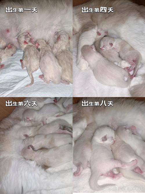 猫咪多久适应新环境_猫咪一般多久适应新环境-第2张图片-后鲨宠物 猫咪多久适应新环境_猫咪一般多久适应新环境-第2张图片-后鲨宠物