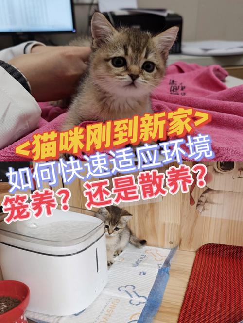 猫咪多久适应新环境_猫咪一般多久适应新环境-第3张图片-后鲨宠物 猫咪多久适应新环境_猫咪一般多久适应新环境-第3张图片-后鲨宠物