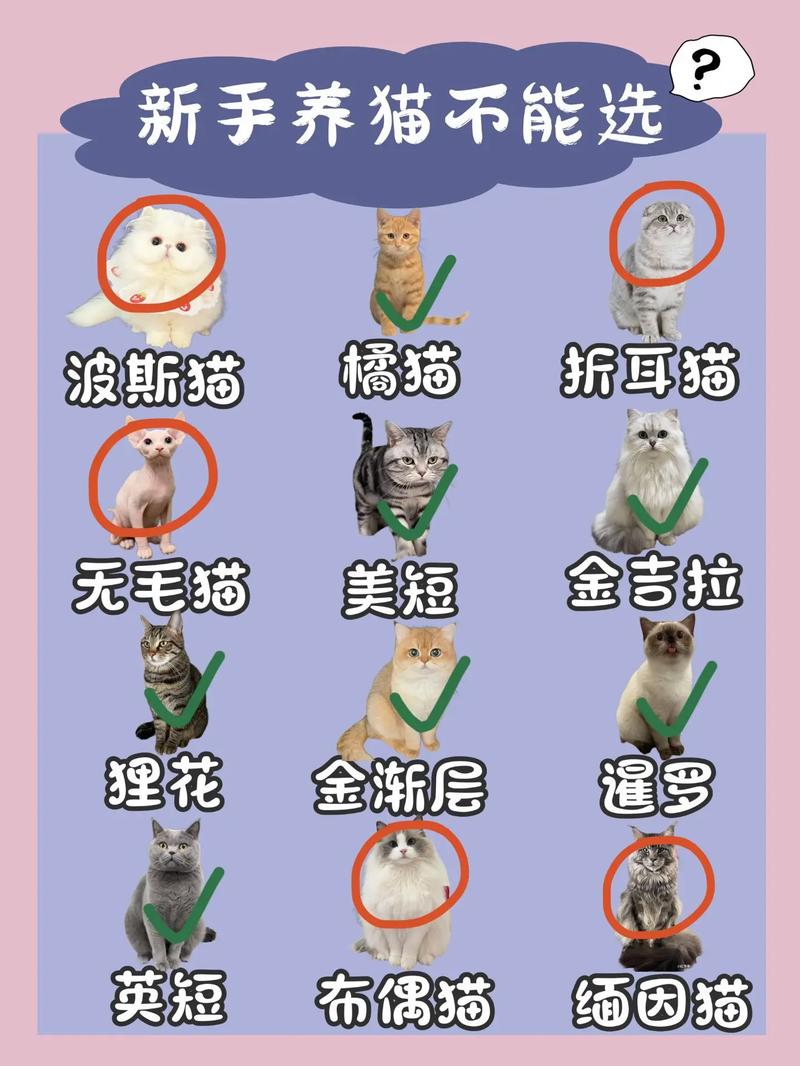 猫咪多久适应新环境_猫咪一般多久适应新环境-第5张图片-后鲨宠物 猫咪多久适应新环境_猫咪一般多久适应新环境-第5张图片-后鲨宠物