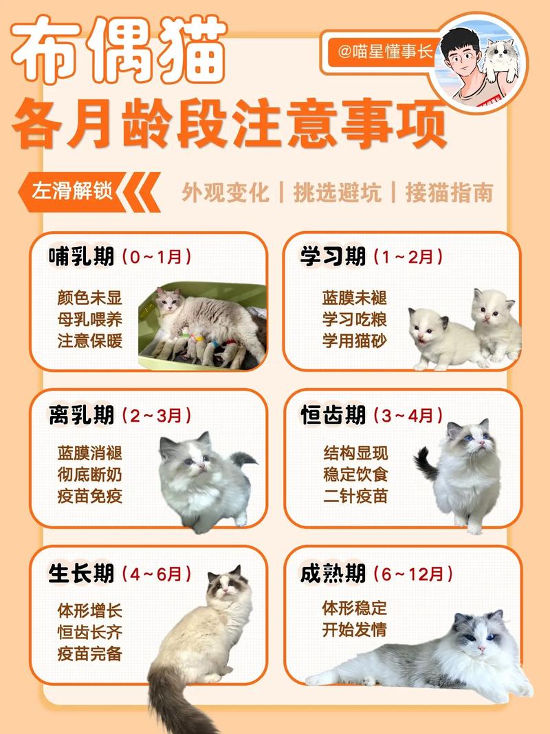 猫咪多久适应新环境_猫咪一般多久适应新环境-第6张图片-后鲨宠物 猫咪多久适应新环境_猫咪一般多久适应新环境-第6张图片-后鲨宠物
