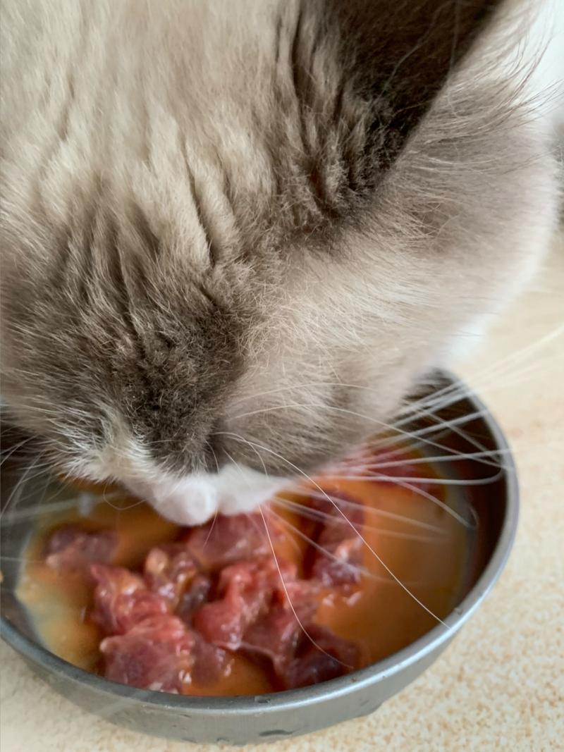 猫咪吃生牛肉好吗,猫咪吃生牛肉好吗?-第2张图片-后鲨宠物 猫咪吃生牛肉好吗,猫咪吃生牛肉好吗?-第2张图片-后鲨宠物