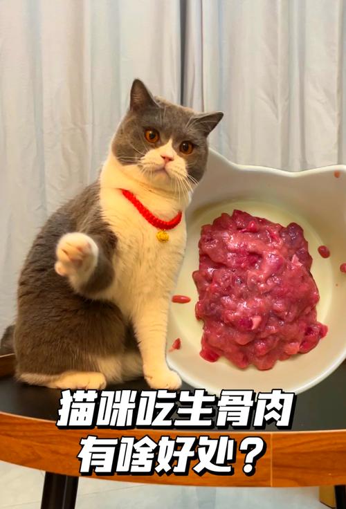 猫咪吃生牛肉好吗,猫咪吃生牛肉好吗?-第5张图片-后鲨宠物 猫咪吃生牛肉好吗,猫咪吃生牛肉好吗?-第5张图片-后鲨宠物