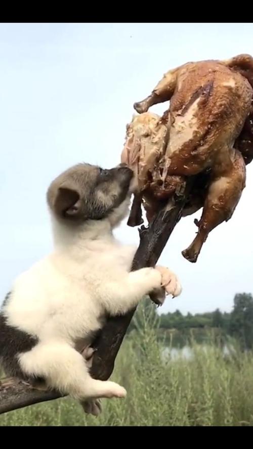 狗狗能吃鸡屁股吗,狗可以吃鸡的睾丸吗?-第3张图片-后鲨宠物 狗狗能吃鸡屁股吗,狗可以吃鸡的睾丸吗?-第3张图片-后鲨宠物