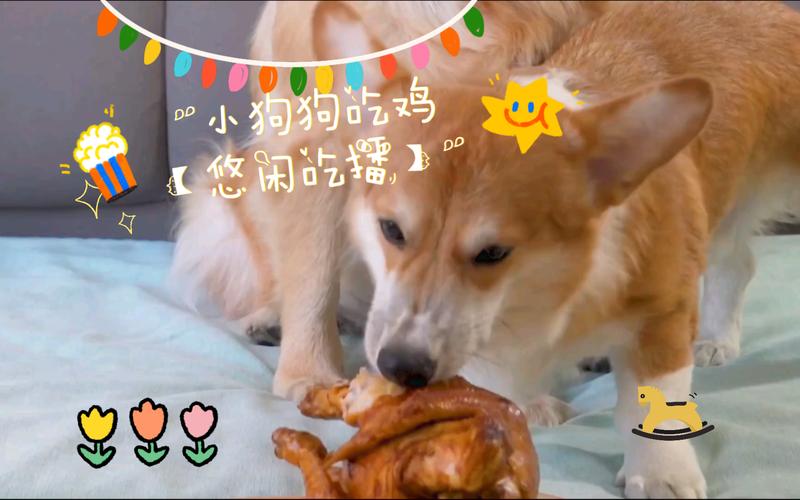 狗狗能吃鸡屁股吗,狗可以吃鸡的睾丸吗?-第2张图片-后鲨宠物 狗狗能吃鸡屁股吗,狗可以吃鸡的睾丸吗?-第2张图片-后鲨宠物
