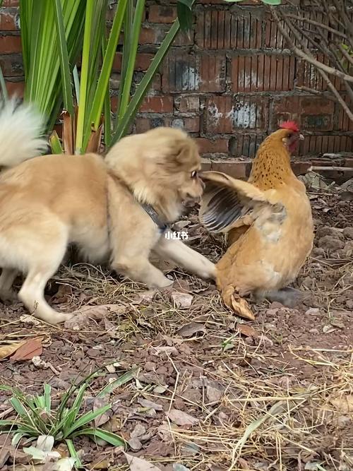 狗狗能吃鸡屁股吗,狗可以吃鸡的睾丸吗?-第4张图片-后鲨宠物 狗狗能吃鸡屁股吗,狗可以吃鸡的睾丸吗?-第4张图片-后鲨宠物