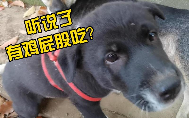 狗狗能吃鸡屁股吗,狗可以吃鸡的睾丸吗?-第5张图片-后鲨宠物 狗狗能吃鸡屁股吗,狗可以吃鸡的睾丸吗?-第5张图片-后鲨宠物