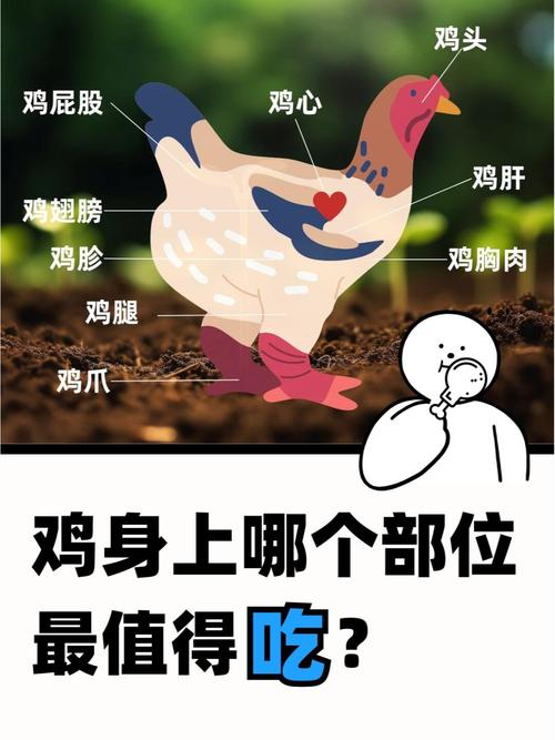 狗狗能吃鸡屁股吗,狗可以吃鸡的睾丸吗?-第6张图片-后鲨宠物 狗狗能吃鸡屁股吗,狗可以吃鸡的睾丸吗?-第6张图片-后鲨宠物